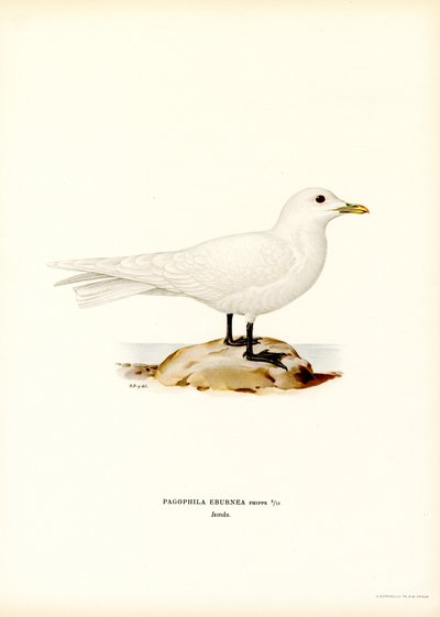 Ivory Gull by Magnus Ferdinand and Wilhelm von Wright