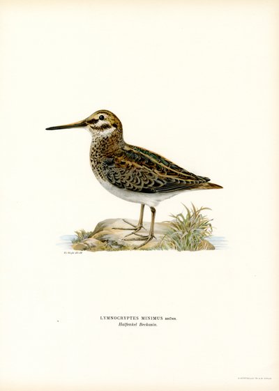 Jack Snipe by Magnus Ferdinand and Wilhelm von Wright
