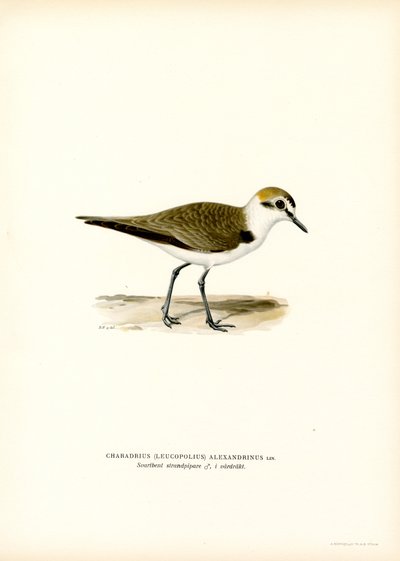 Kentish Plover by Magnus Ferdinand and Wilhelm von Wright