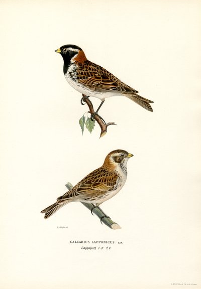 Lapland Bunting by Magnus Ferdinand and Wilhelm von Wright
