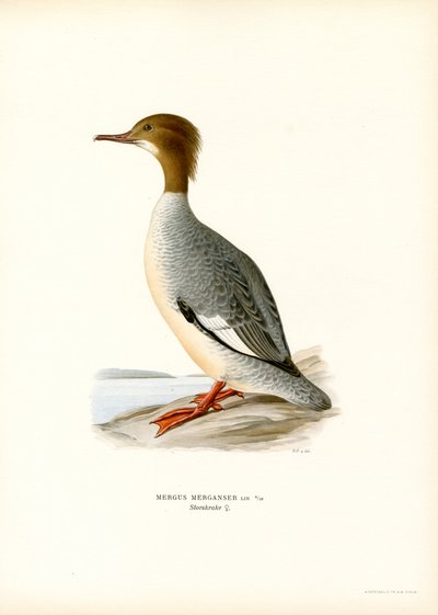 Large Merganser by Magnus Ferdinand and Wilhelm von Wright