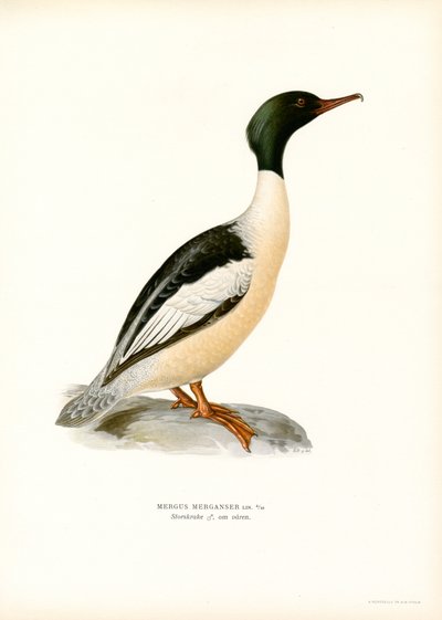 Large Merganser by Magnus Ferdinand and Wilhelm von Wright