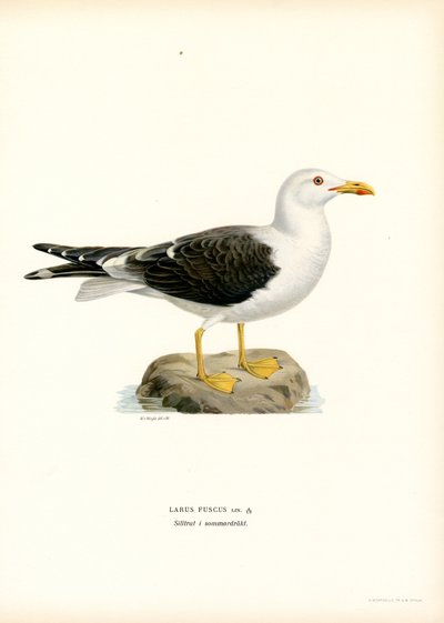 Lesser Black-backed Gull by Magnus Ferdinand and Wilhelm von Wright