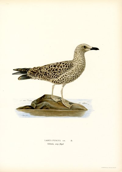 Lesser Black-backed Gull by Magnus Ferdinand and Wilhelm von Wright