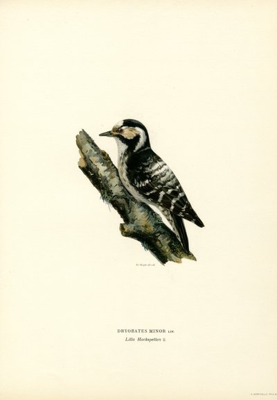 Lesser Spotted Woodpecker by Magnus Ferdinand and Wilhelm von Wright