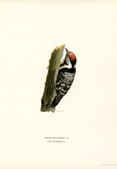 Lesser Spotted Woodpecker by Magnus Ferdinand and Wilhelm von Wright