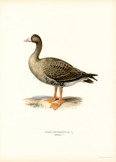 Lesser White-fronted Goose by Magnus Ferdinand and Wilhelm von Wright