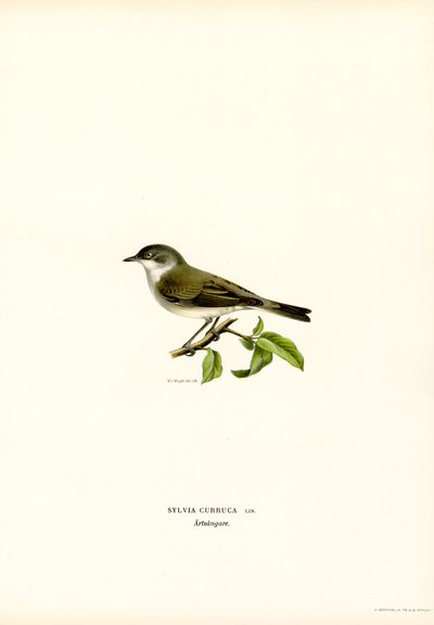 Lesser Whitethroat by Magnus Ferdinand and Wilhelm von Wright