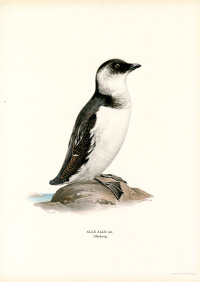Little Auk by Magnus Ferdinand and Wilhelm von Wright