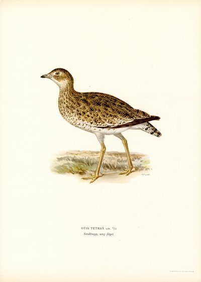 Little Bustard by Magnus Ferdinand and Wilhelm von Wright