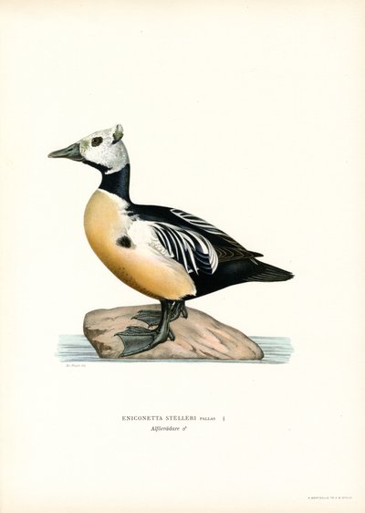 Little Eider by Magnus Ferdinand and Wilhelm von Wright
