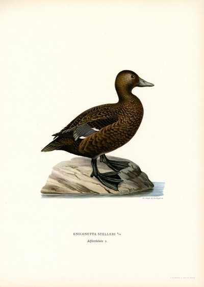 Little Eider by Magnus Ferdinand and Wilhelm von Wright