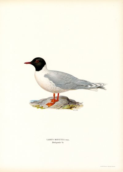 Little Gull by Magnus Ferdinand and Wilhelm von Wright