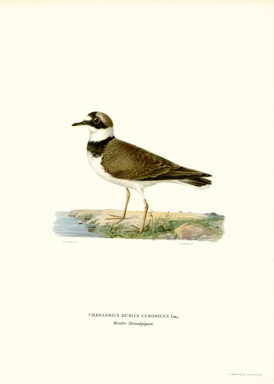 Little Ringed Plover by Magnus Ferdinand and Wilhelm von Wright