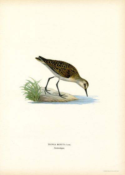 Little Stint by Magnus Ferdinand and Wilhelm von Wright