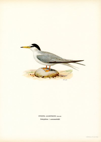 Little Tern by Magnus Ferdinand and Wilhelm von Wright