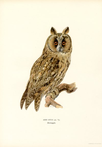Long-eared Owl by Magnus Ferdinand and Wilhelm von Wright