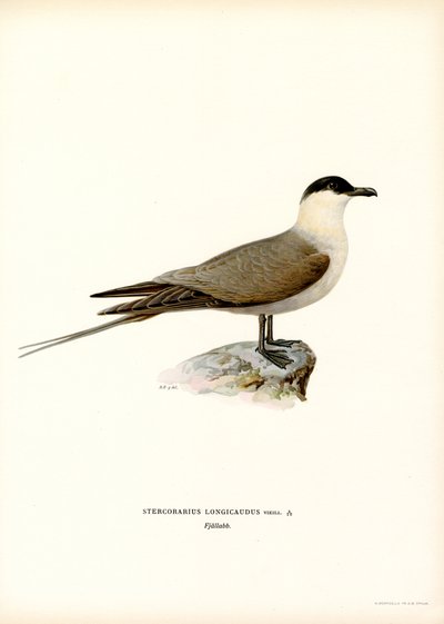 Long-tailed Jaeger by Magnus Ferdinand and Wilhelm von Wright