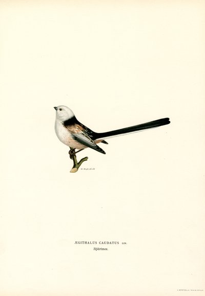 Long-tailed Tit by Magnus Ferdinand and Wilhelm von Wright