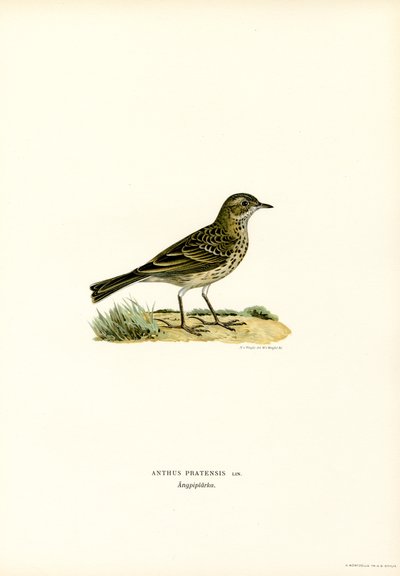 Meadow Pipit by Magnus Ferdinand and Wilhelm von Wright