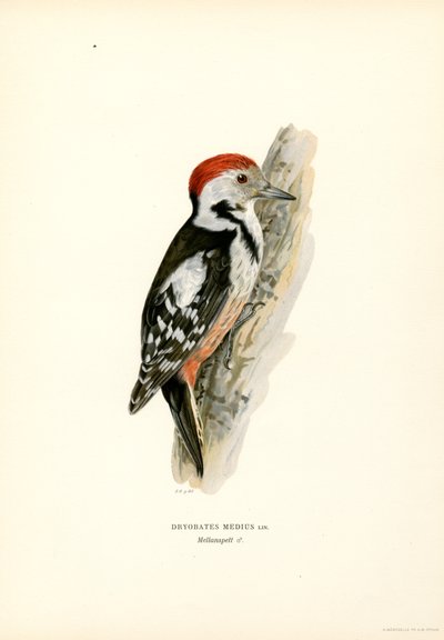 Medium Spotted Woodpecker by Magnus Ferdinand and Wilhelm von Wright
