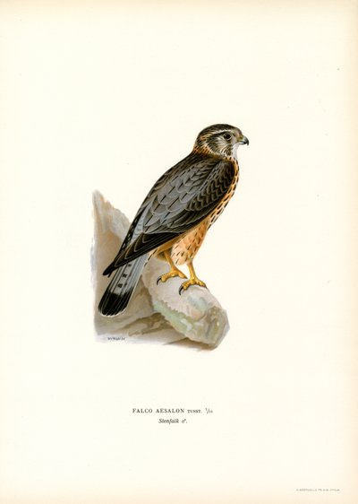 Merlin by Magnus Ferdinand and Wilhelm von Wright