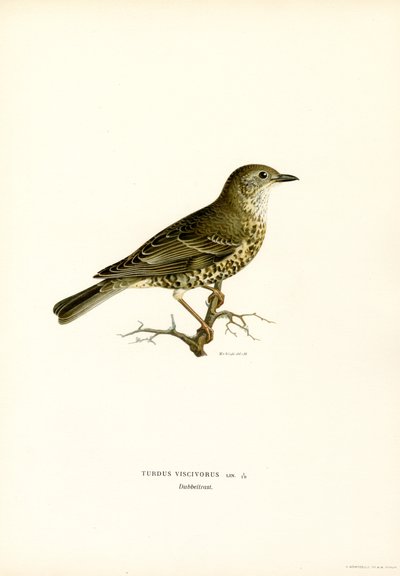 Mistle Thrush by Magnus Ferdinand and Wilhelm von Wright