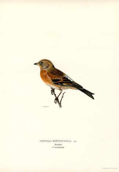 Mountain Finch by Magnus Ferdinand and Wilhelm von Wright