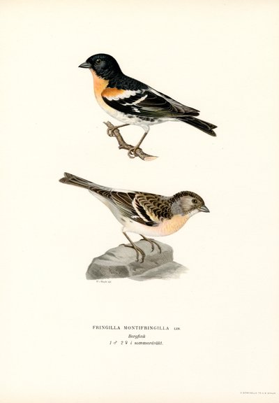 Mountain Finch by Magnus Ferdinand and Wilhelm von Wright