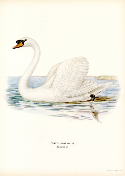 Mute Swan by Magnus Ferdinand and Wilhelm von Wright