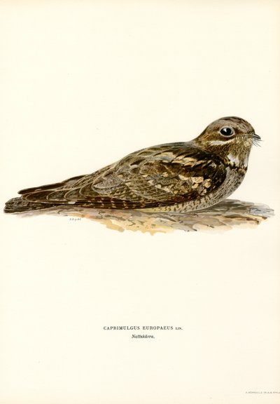 Nightjar by Magnus Ferdinand and Wilhelm von Wright