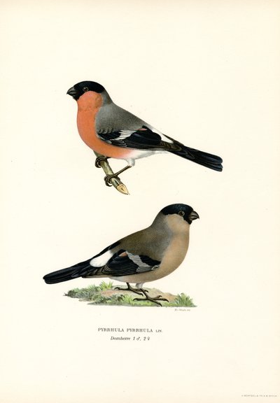 North Eurasian Bullfinch by Magnus Ferdinand and Wilhelm von Wright