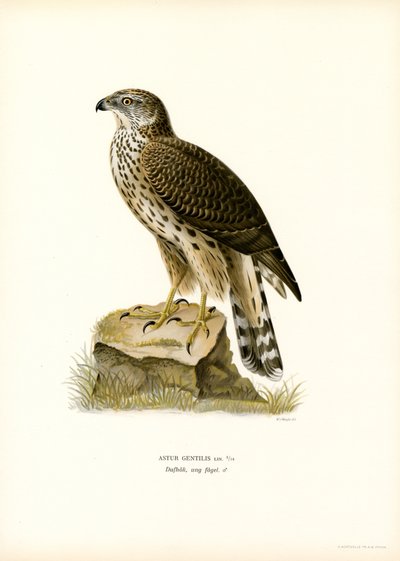 Northern Goshawk by Magnus Ferdinand and Wilhelm von Wright