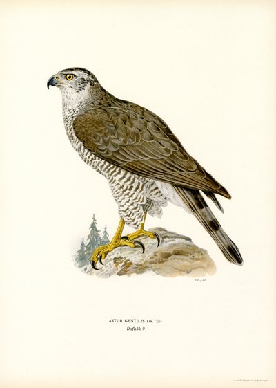 Northern Goshawk by Magnus Ferdinand and Wilhelm von Wright
