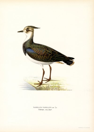 Northern Lapwing by Magnus Ferdinand and Wilhelm von Wright