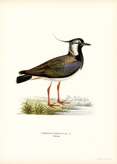 Northern Lapwing by Magnus Ferdinand and Wilhelm von Wright