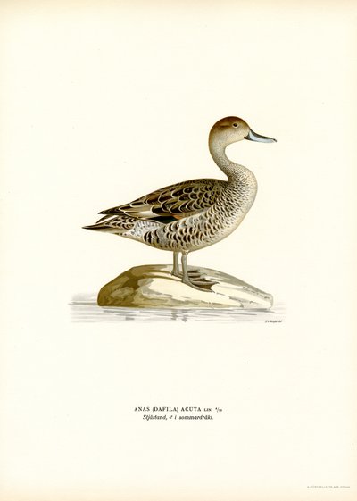 Northern Pintail by Magnus Ferdinand and Wilhelm von Wright