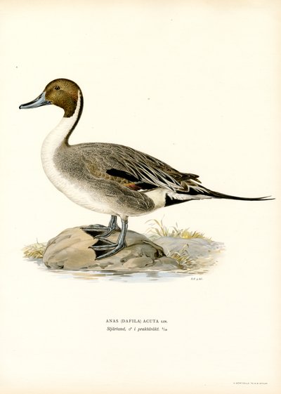 Northern Pintail by Magnus Ferdinand and Wilhelm von Wright