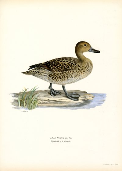 Northern Pintail by Magnus Ferdinand and Wilhelm von Wright