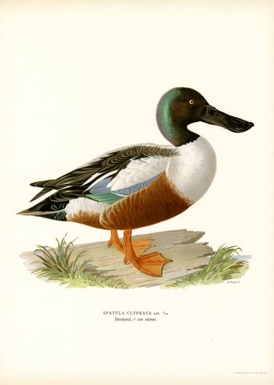 Northern Shoveler by Magnus Ferdinand and Wilhelm von Wright