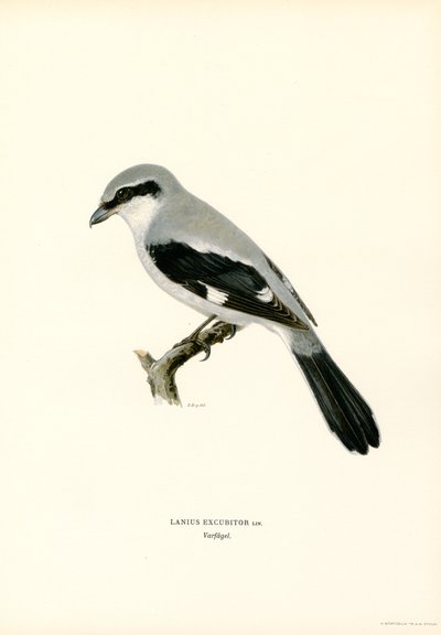 Northern Shrike by Magnus Ferdinand and Wilhelm von Wright