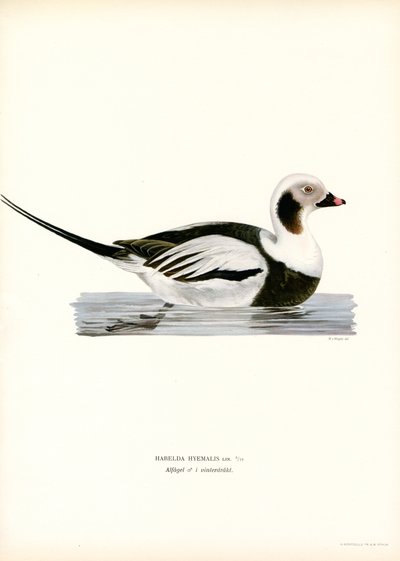 Oldsquaw Duck by Magnus Ferdinand and Wilhelm von Wright