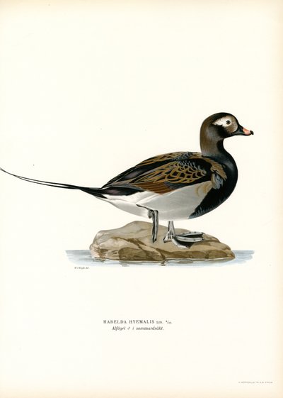 Oldsquaw Duck by Magnus Ferdinand and Wilhelm von Wright
