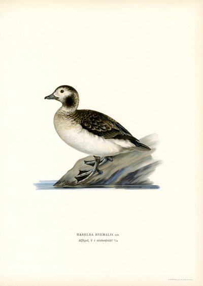 Oldsquaw Duck by Magnus Ferdinand and Wilhelm von Wright
