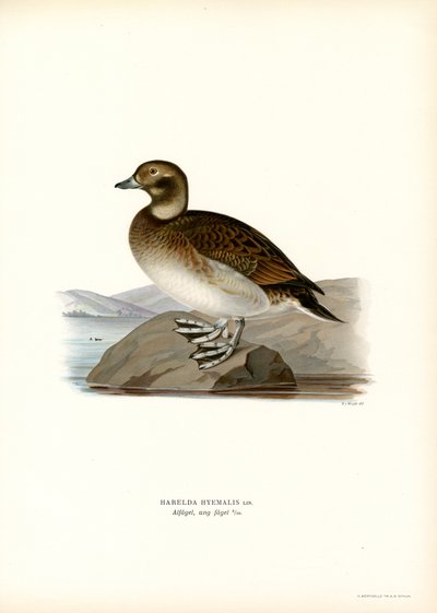 Oldsquaw Duck by Magnus Ferdinand and Wilhelm von Wright