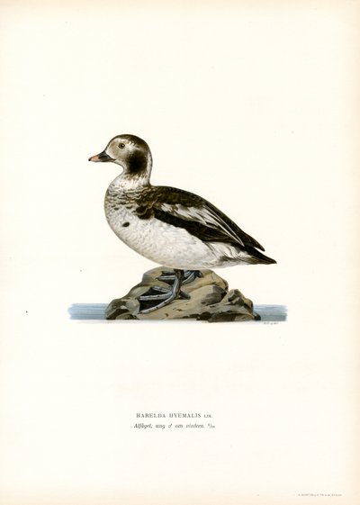 Oldsquaw Duck by Magnus Ferdinand and Wilhelm von Wright