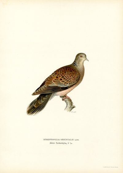 Oriental Turtle Dove by Magnus Ferdinand and Wilhelm von Wright