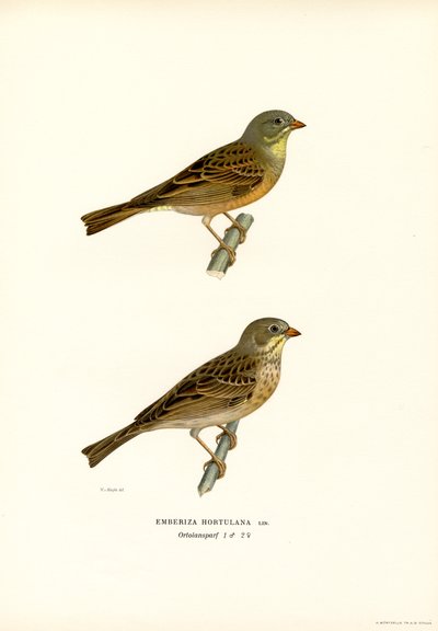 Ortolan Bunting by Magnus Ferdinand and Wilhelm von Wright