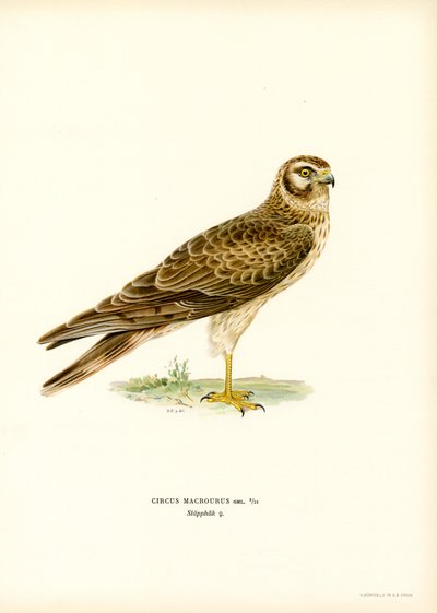 Pallid Harrier by Magnus Ferdinand and Wilhelm von Wright