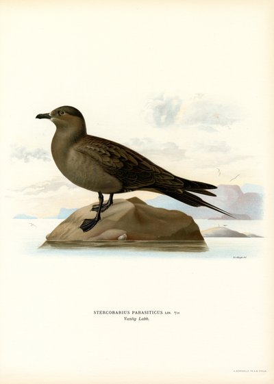 Parasitic Jaeger by Magnus Ferdinand and Wilhelm von Wright